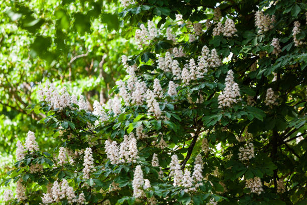 istock Horse chestnut flowers 1208966616