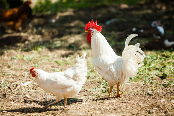 White Rooster and Chicken grazing on grass outside of organic farm in summer. Free Range Cock and Hens in the countryside in rural Europe, Latvia. Animal-friendly organic farming mud hen stock pictures, royalty-free photos & images