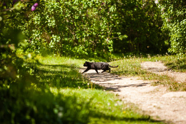 Black cat crossing the road