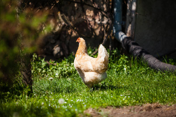 Chicken grazing on grass Outside of organic farm in summer. Free Range Cock and Hens at countryside in rural Europe, Latvia. Animal friendly organic farming mud hen stock pictures, royalty-free photos & images