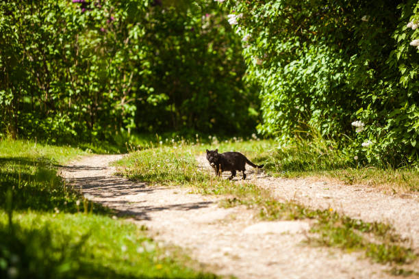 istock Black cat crossing the road 1208966717