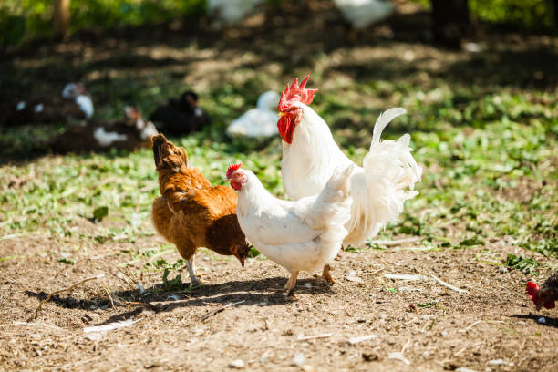 White Rooster and Chicken grazing on grass outside of organic farm in summer. Free Range Cock and Hens in the countryside in rural Europe, Latvia. Animal-friendly organic farming mud hen stock pictures, royalty-free photos & images