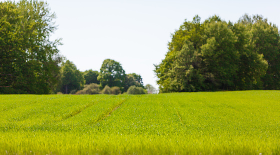 Rural agricultural grass field pastures. Natural landscape with blue sky, trees, and bushes in the background.