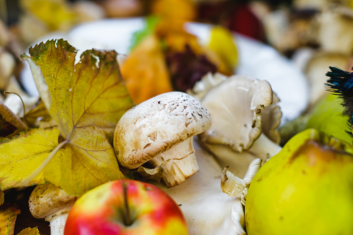 White champignon and oyster mushroom with apples and dry leaves