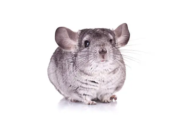 picture of a curious Young Chinchilla over white background