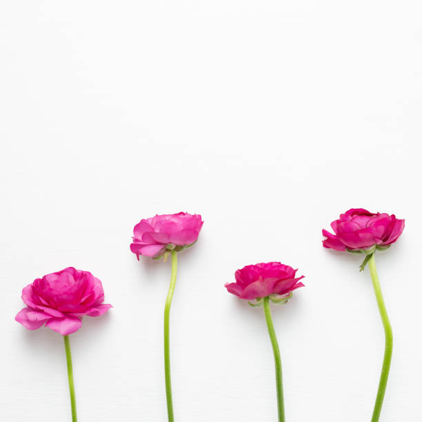 istock Pink ranunculus flowers on white background. Floral composition, flat lay, top view, copy space 1208971263