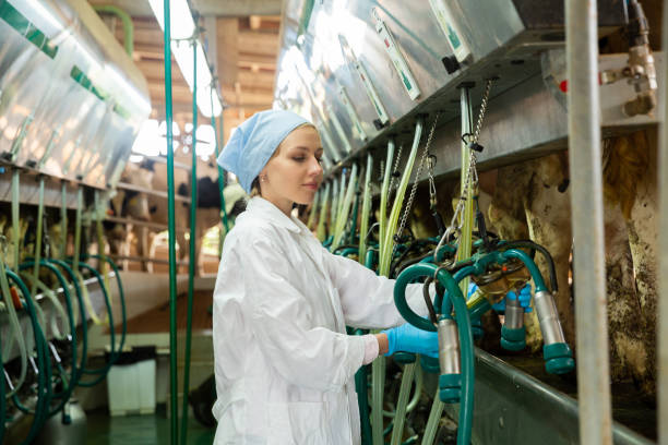istock Female farmer milking cows 1208971348