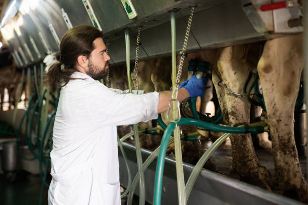 istock Dairymaid young man working with automatical cow milking machines 1208971356