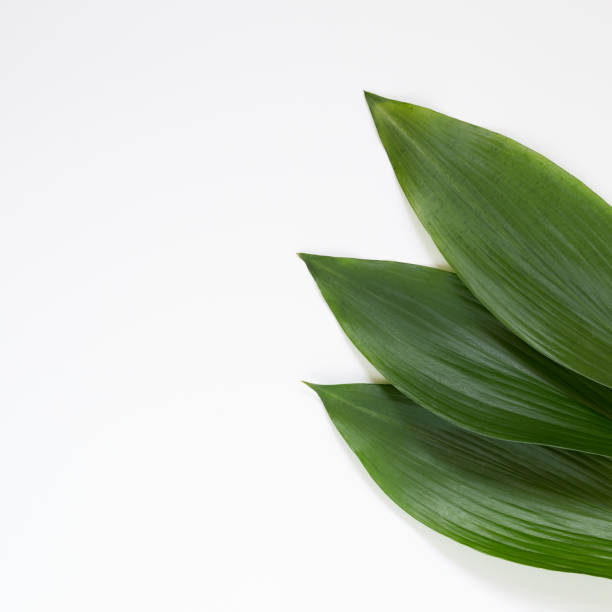 istock Green leaves on white background. flat lay, top view, copy space 1208971724