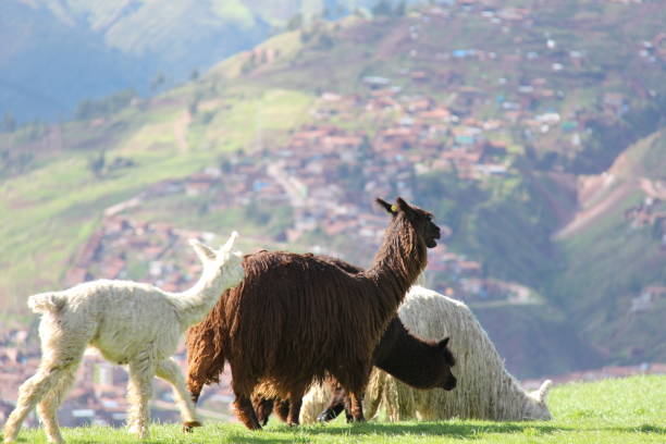 llamas in cuzco - 13584 imagens e fotografias de stock