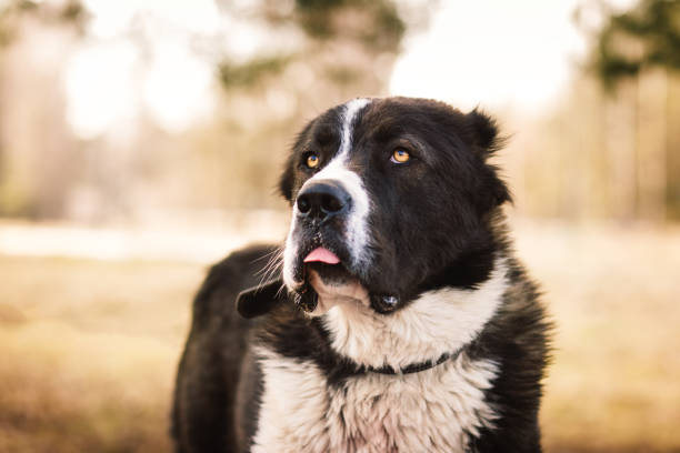 istock dog alabai central asian shepherd closeup portrait 1208973121