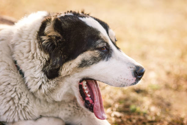istock dog alabai central asian shepherd closeup portrait 1208973202