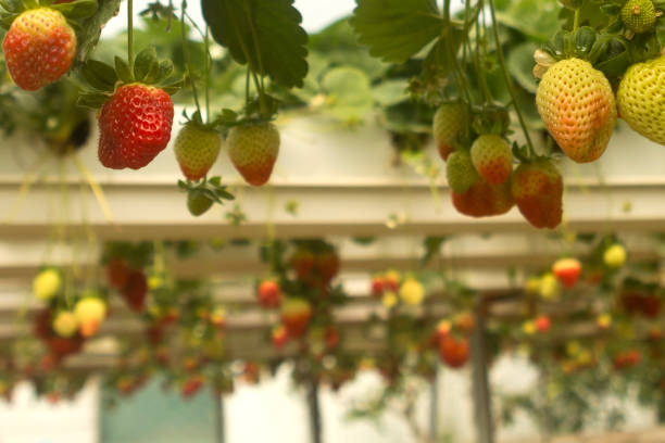 istock Strawberries growing in greenhouse 1208973625