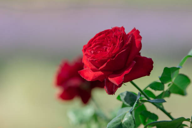 istock Red rose flower in garden. Nature background. 1208975492