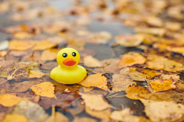 Autumn duck toy in puddle with leaves. Autumn symbol of change of seasons. Duck tales in city park. Fairweather concept