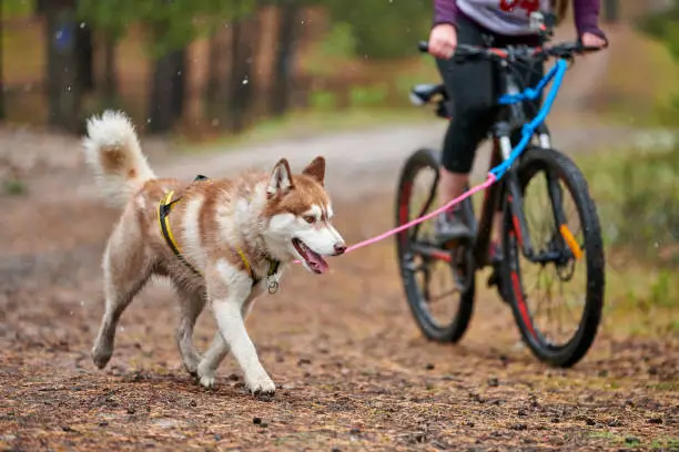 Bikejoring dog mushing race. Husky sled dogs pull a bike with dog musher. Autumn competition.