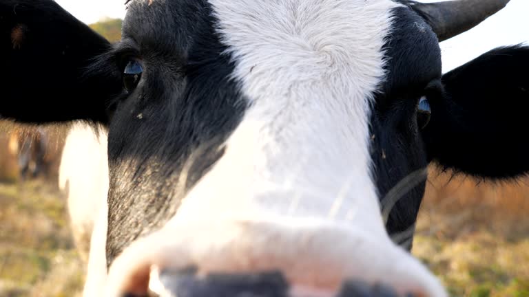 Curious cow looking into camera and sniffing it. Cute friendly animal grazing in meadow showing curiosity. Cattle on pasture. Farming concept. Blurred background. Slow motion Close up