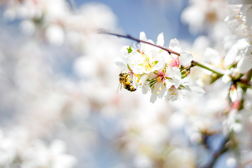 Macro photography of a bee collecting pollen on the flower of an almond tree during spring, selective focus