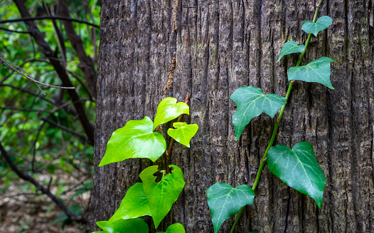 Ivy bush climbing up a big tree trunk. Close up detail on leaves and trunk texture.