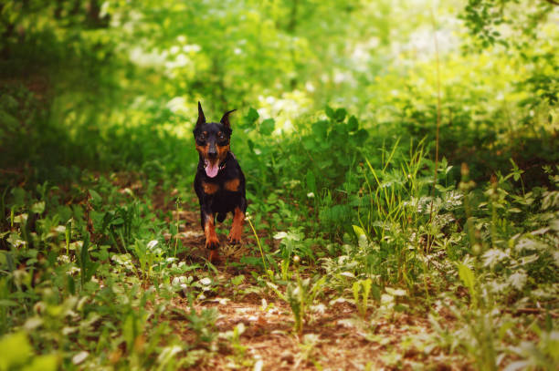 le pinscher miniature court le long d’un chemin forestier pour revenir à son propriétaire. le crabot est perdu dans une forêt sauvage d’été - lost pet photos et images de collection