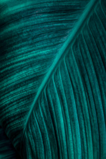 istock green leaves for background and wallpaper 1208981536