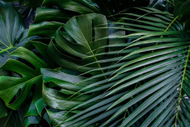 istock green leaves for background and wallpaper 1208981543