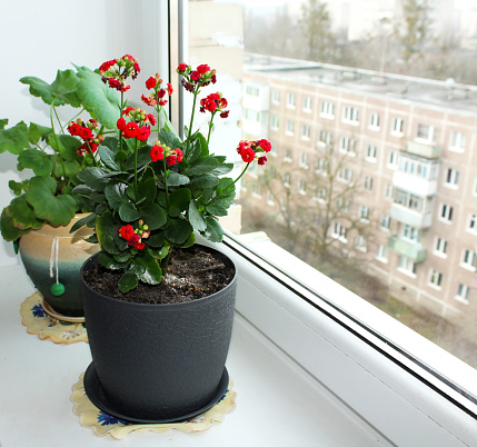 Old town in winter. View from the window. Pelargonium flowers in a pot on the window.