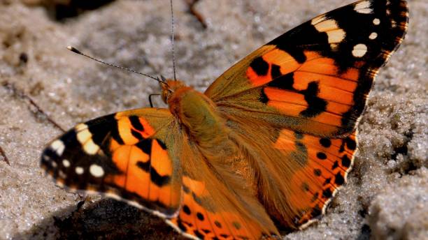 istock Vanessa cardui , known as the painted lady 1208982582