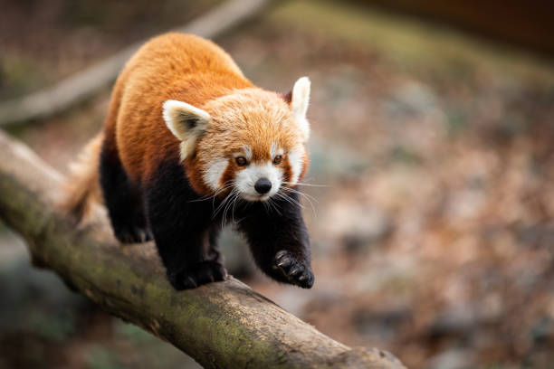 6.000+ Fotos, Bilder und lizenzfreie Bilder zu Roter Panda - iStock