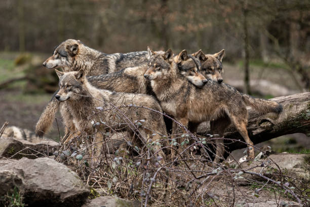 istock Family of grey wolf in the forest 1208984598