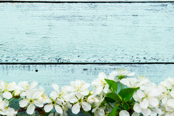 istock Cherry blossom on blue wooden table 1208984620