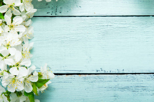 cherry blossom on blue wooden table - may floral pattern spring april imagens e fotografias de stock