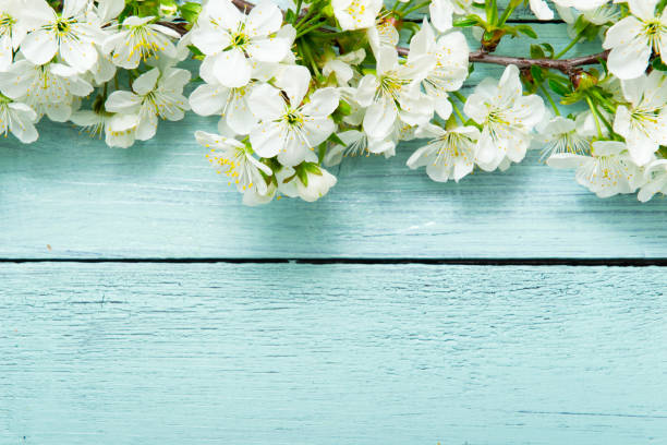 istock Cherry blossom on blue wooden table 1208984684