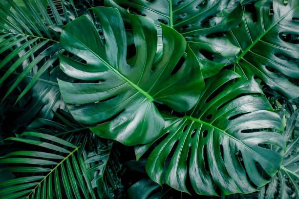 istock green leaves for background and wallpaper 1208984799