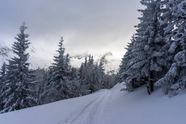 istock Mountain trail in the snow. Tatry. Poland. 1208984817