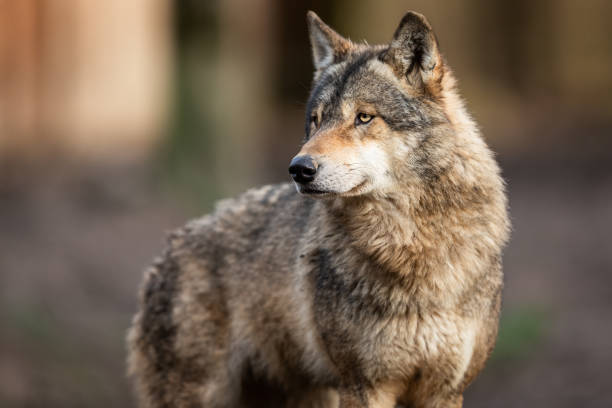 istock Portrait of grey wolf in the forest 1208985185