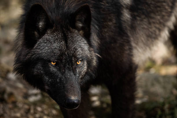 istock Portrait of timberwolf in the forest 1208985189