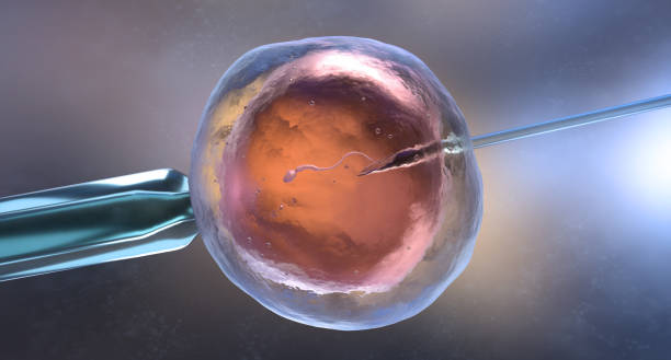 Artificial insemination or in vitro fertilization stock photo
