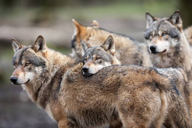 famiglia di lupi grigi nella foresta - gruppo di animali foto e immagini stock