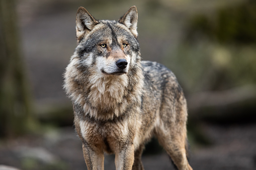 Retrato de lobo gris en el bosque photo