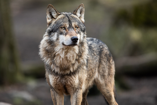 Portrait of grey wolf in the forest