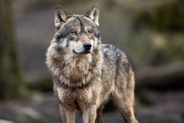 портрет серого волка в лесу - волк стоковые фото и изображения