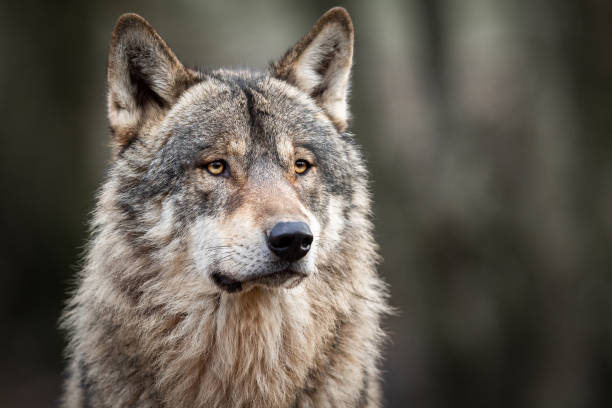 istock Portrait of grey wolf in the forest 1208986038