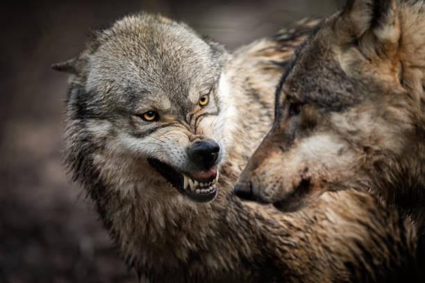 istock Portrait of Angry grey wolf in the forest 1208986281