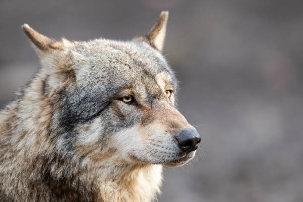 istock Portrait of grey wolf in the forest 1208986385