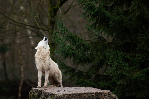 istock Howling of white wolf in the forest 1208986705