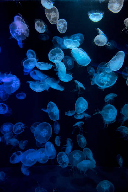 mondqualle, aurelia aurita, s.e.a. aquarium, resorts world sentosa, sentosa island, singapur - jellyfish translucent sea glowing stock-fotos und bilder