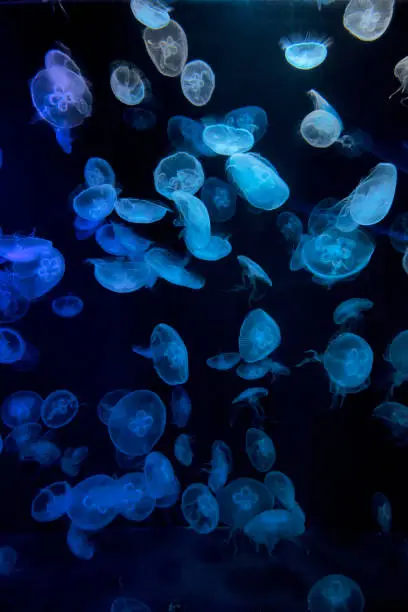 Moon jellyfish, Aurelia aurita, S.E.A. Aquarium, Resorts World Sentosa, Sentosa Island, Singapore