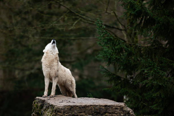 istock Howling of white wolf in the forest 1208987362
