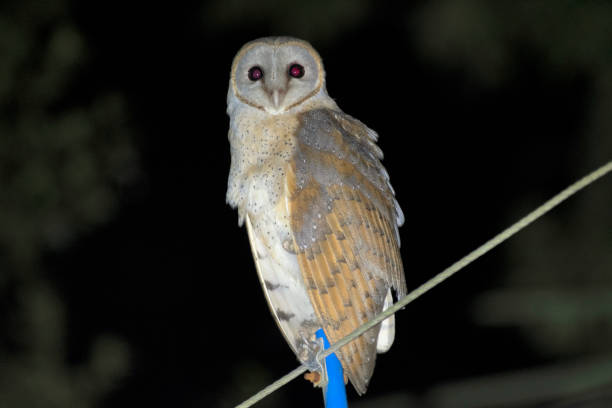 sowa stodoła, daudpur, egra, purba medinipur, bengal zachodni, indie - owl endangered species barn night zdjęcia i obrazy z banku zdjęć